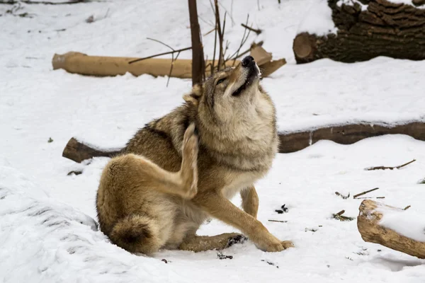 Wolf est assis sur la neige et gratte — Photo