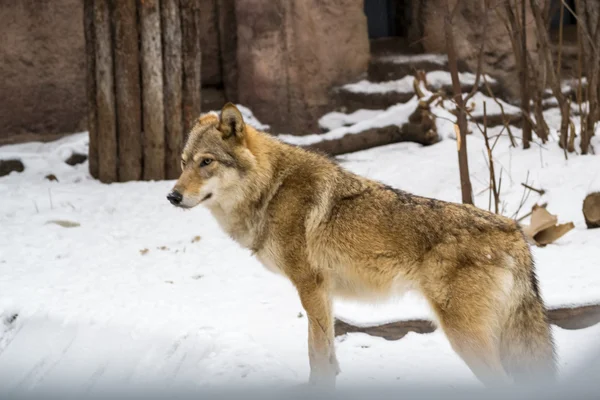 Wolf staat op sneeuw en watcning — Stockfoto