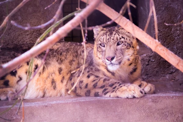 Il leopardo sta posando su un gradino di cemento nello zoo — Foto Stock