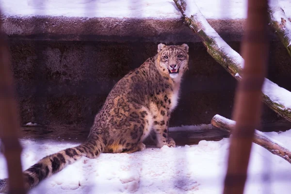 Leopardo gruñe tras las rejas en el zoológico —  Fotos de Stock