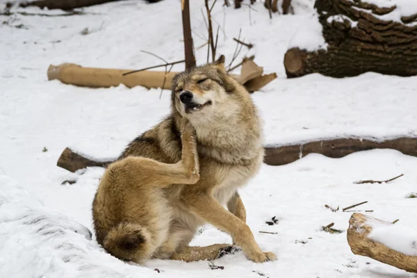 Волк сидит на снегу и чешется. Лицензионные Стоковые Изображения