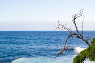okyanus zemin üzerine şube