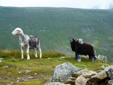İskoç koyun sis tarafından çevrili.