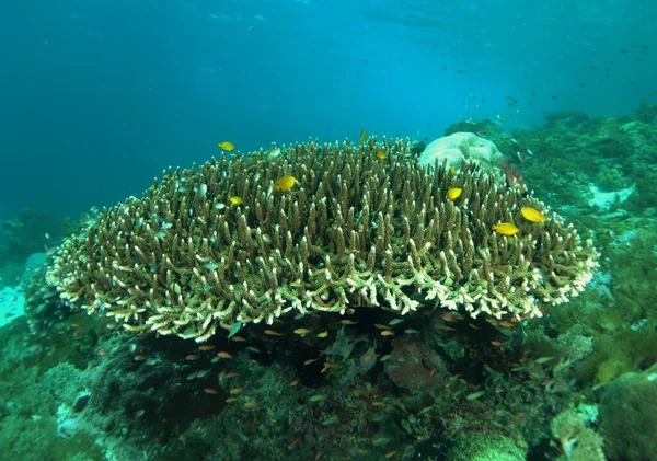 Cabeça Coral Bonita Cheia Peixes Recife Coloridos Komodo Indonésia — Fotografia de Stock