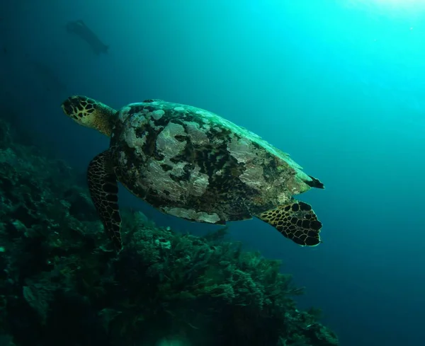 Bela Foto Tartaruga Falcão Nadando Acima Recife Komodo Indonésia — Fotografia de Stock