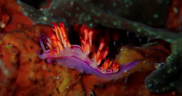 Brilhantemente Colorido Lesma Mar Lutando Contra Corrente — Fotografia de Stock