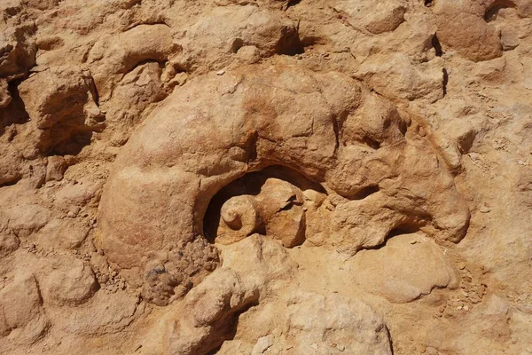 Gran Fósil Prehistórico Las Paredes Del Acantilado Del Desierto Del — Foto de Stock