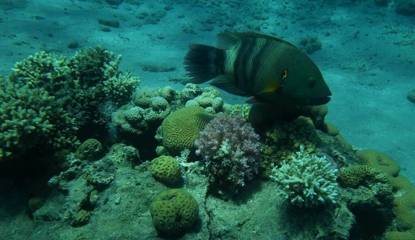 Peixes Recife Fantail Enormes Cruzando Sobre Bommie Coral Eilat Israel — Fotografia de Stock