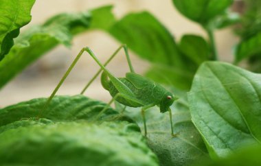 Uzun bacaklı omurgasız yaprakların arasında saklanıyor.