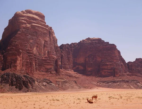 Tornande Klippor Södra Jordanien Med Kameler Liggande Sanden — Stockfoto