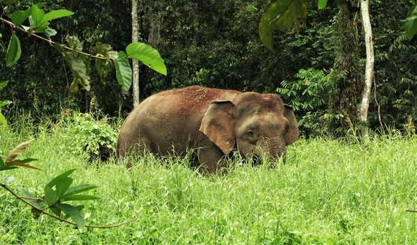 Τεράστιος Αρσενικός Ελέφαντας Στη Ζούγκλα Του Βόρνεο Σκεπάζεται Συντρίμμια — Φωτογραφία Αρχείου