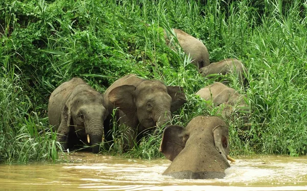 Αγέλη Ελεφάντων Που Παίζουν Στην Όχθη Του Ποταμού Kinabatangan Μαλαισία — Φωτογραφία Αρχείου
