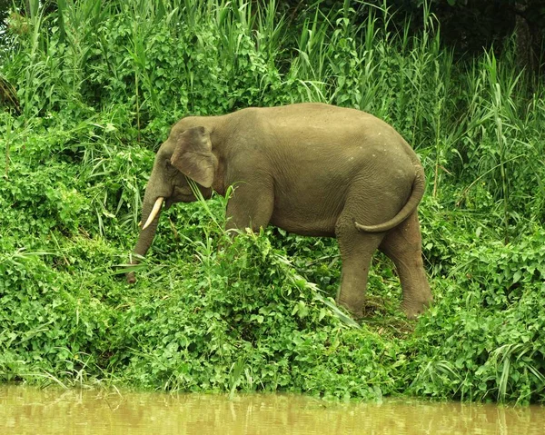 Enorme Elefante Que Llega Orilla Del Río Borneo Malasia —  Fotos de Stock
