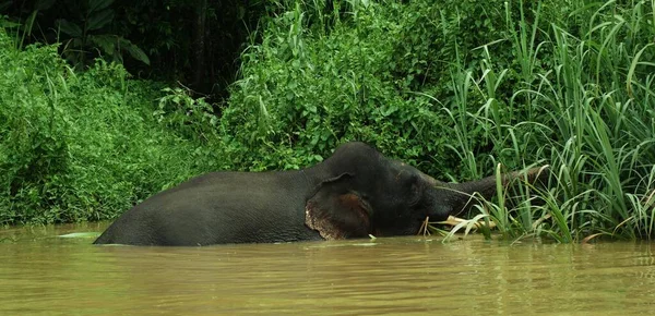 Μεγάλος Αρσενικός Ελέφαντας Που Τρέφεται Στον Ποταμό Kinabatangan Μαλαισία — Φωτογραφία Αρχείου