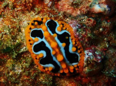 Mercan resifinin üzerinden geçen çılgın görünümlü çıplak dallar.