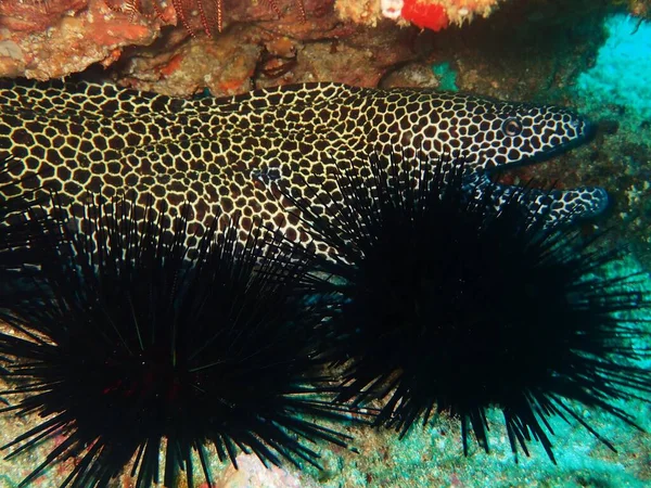 Large Honeycomb Moray Laying Reef Two Large Black Sea Urchins — Stock Photo, Image