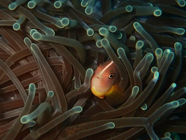 Skunk Anemone Fish Swimming Amongst Stinging Tentacles — Stock Photo, Image