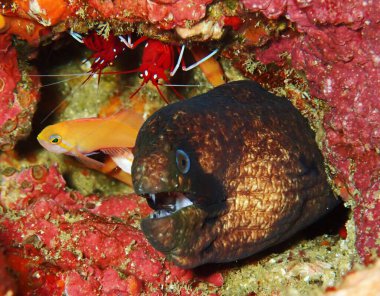 Müren balığı, kırmızı karides ve Japon balığıyla dolu resif mağarası.