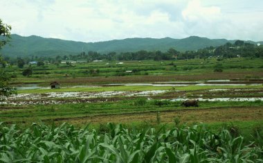 Myanmar kırsalındaki sel basmış pirinç tarlasında devriye gezen bizonlar.