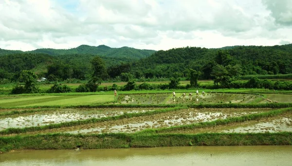 Kırsal Myanmar 'da sel basmış bir pirinç tarlasında çalışan insanlar