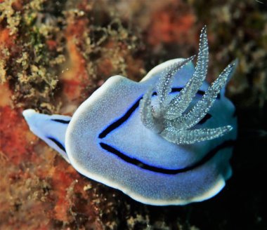 Büyüleyici Willians Chromodoris Nudi 'nin solungaçları gibi tüy