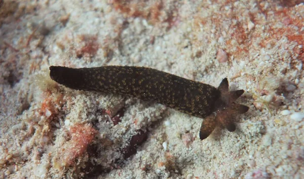 Deniz yıldızı 5 küçük dokunaçla yeniden büyüyor.