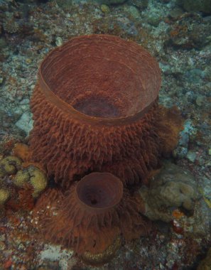 Two barrel sponges of different sizes on the reefs of Asia