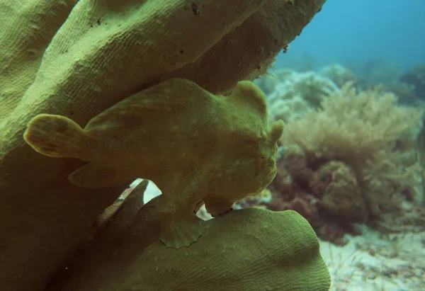 Camouflaged angler fish patiently waiting to strike