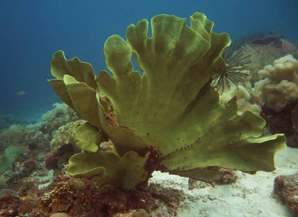 Giant green frog fish camouflaged in the massive coral