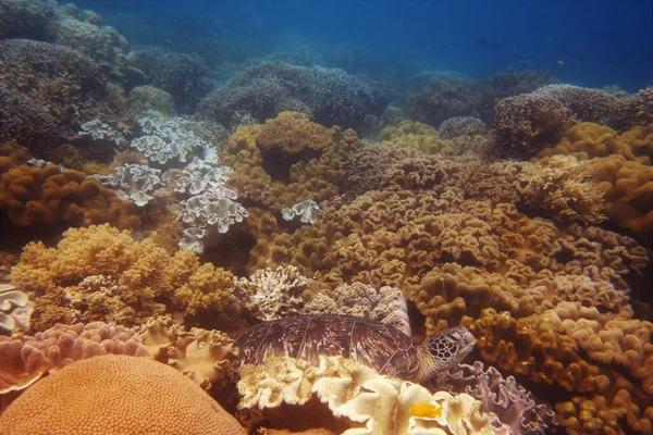 Tartaruga Verde Descansando Nos Corais Deslumbrantes Das Filipinas — Fotografia de Stock