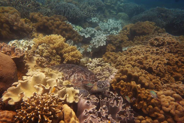 Corais Deslumbrantes Torno Dos Recifes Das Filipinas — Fotografia de Stock