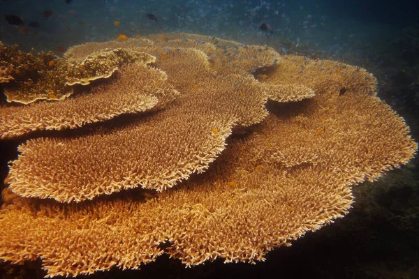 Belos Corais Saudáveis Com Peixes Recife Ilha Apo Filipinas — Fotografia de Stock