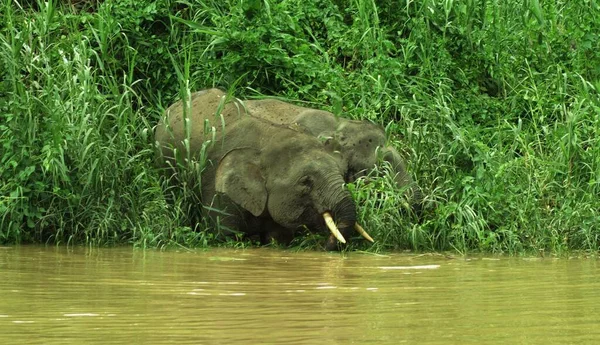 Ελέφαντες Έρχονται Στο Ποτάμι Για Πιουν Βόρνεο Μαλαισία — Φωτογραφία Αρχείου