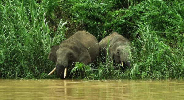 Όμορφοι Ελέφαντες Έρχονται Στην Άκρη Του Ποταμού Kinabatangan Μαλαισία — Φωτογραφία Αρχείου