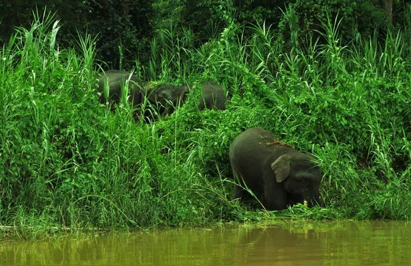 Bornéu Elefantes Pigmeus Rio Kinabatangan Malásia — Fotografia de Stock