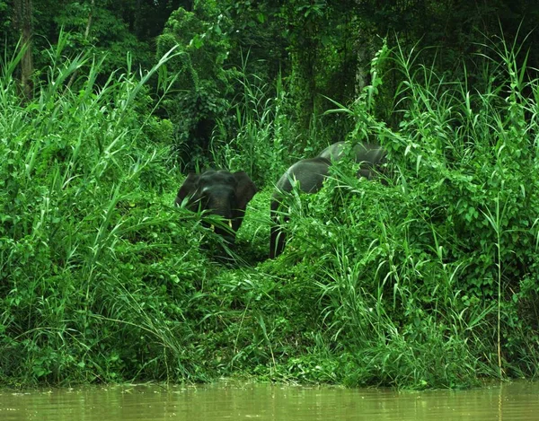 Malezya Daki Kinabatangan Nehri Nin Büyük Otlarının Altında Saklı Fil — Stok fotoğraf