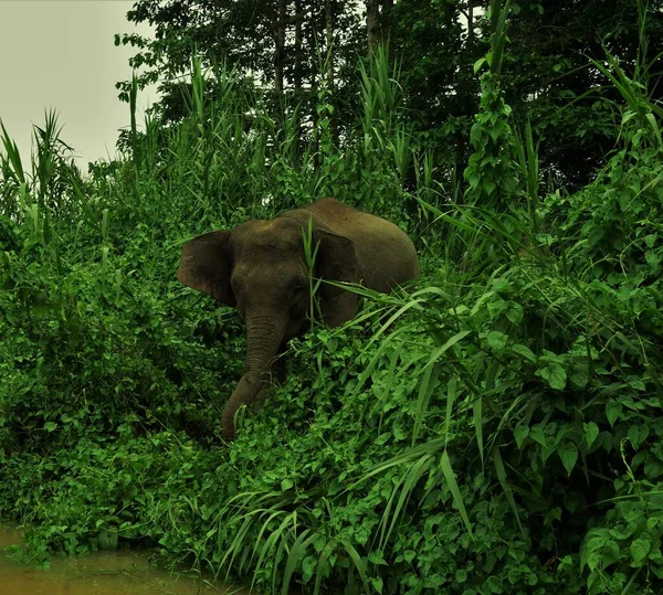 Όμορφη Ελέφαντας Παίζει Στην Άκρη Των Ποταμών Kinabatangan Ποταμού Μαλαισία — Φωτογραφία Αρχείου