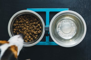 İki kase köpek