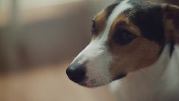Собака Джек Рассел Терьер смотрит в камеру — стоковое видео