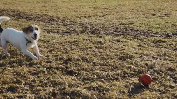 Jack Russell Terriër spelen met zijn speelgoed — Stockvideo