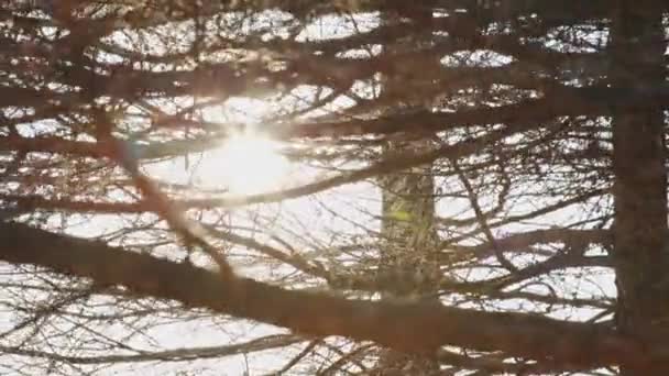 Raios de sol luzes e foguetes atrás dos ramos — Vídeo de Stock