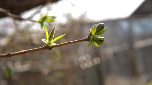 Die ersten frühlingshaften Blätter, Knospen und Zweige — Stockvideo