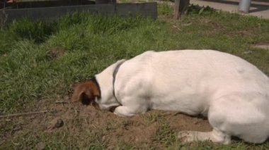 Jack Russell Terrier çimenlerde oynuyor