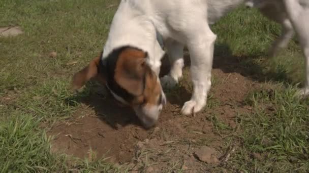 Jack Russell Terrier bawiący się na trawie — Wideo stockowe