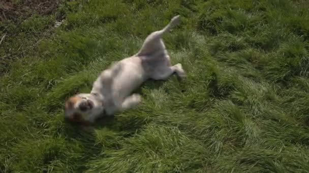 Jack Russell Terrier spelar i gräset — Stockvideo