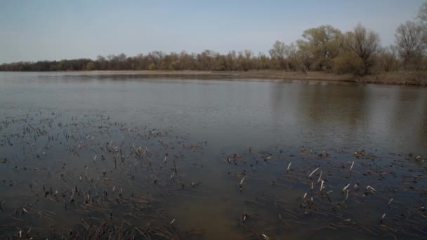 Çalılıkları ağaçlar ve çalılar ile sakin Nehri — Stok video