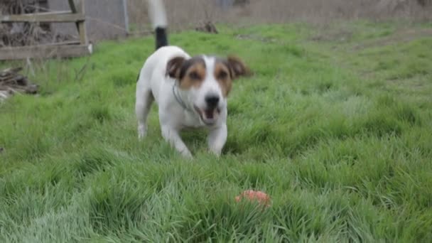 Jack Russell Terrier aan het spelen in het gras — Stockvideo