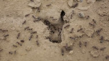 Toprakta karınca yuvası