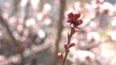 Kiraz çiçekleri, beyaz çiçekler ve tomurcukları bahar