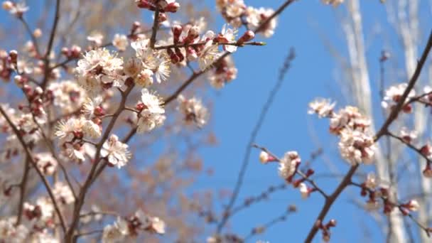 Flores de cerezo de primavera, flores blancas y brotes — Vídeo de stock